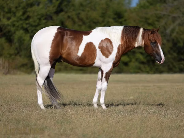 Aygır, American paint horse