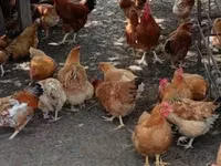 Chickens — Foto 1