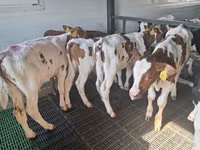 雄牛, Simmental cattle — 写真 1