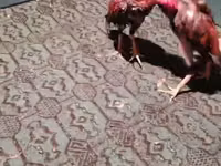 Chickens — foto 1
