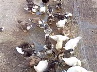 Ducks — Foto 6