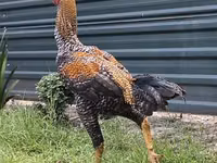 Chickens — zdjęcie 3