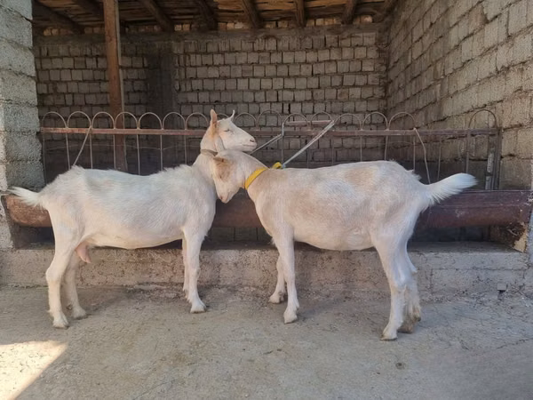 Cabra, Saanen goat