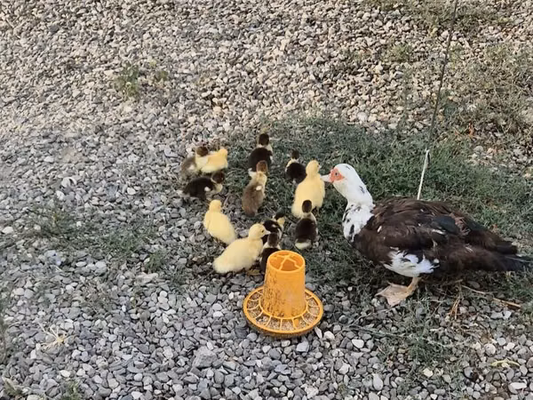 Ducks — Azerbaijan