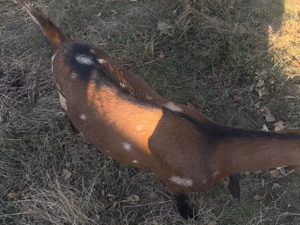 母山羊, Alpine goat