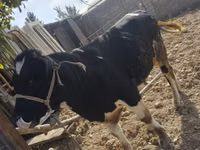 Toro, Ganado vacuno — foto 4