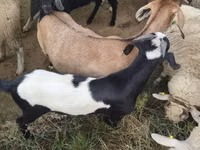 Ziegenbock, Ziegen — Foto 2