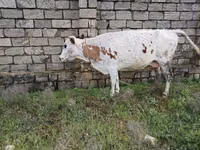 Sigir, Qoramol — 3-rasm