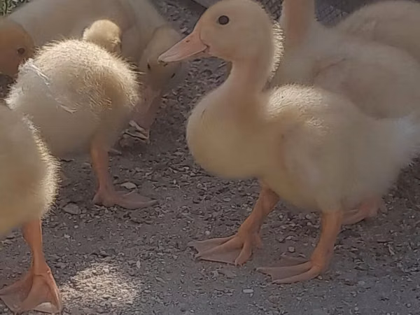 Nemis Pekin