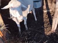 Baran, Lacaune sheep — zdjęcie 1