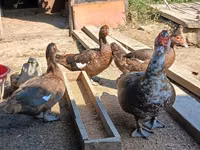 Ducks — foto 3