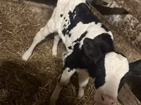 Býk, Simmental cattle — foto 2