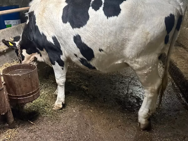ძროხა, Russian Black pied cattle