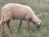 公羊, Sheep — 照片 3
