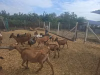 ஆண் வெள்ளாடு, Alpine goat — புகைப்படம் 2