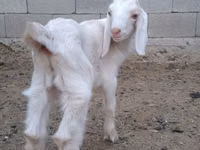 ஆண் வெள்ளாடு, Nubian Goat — புகைப்படம் 3