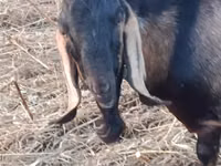 تيس, Nubian Goat — الصورة 3