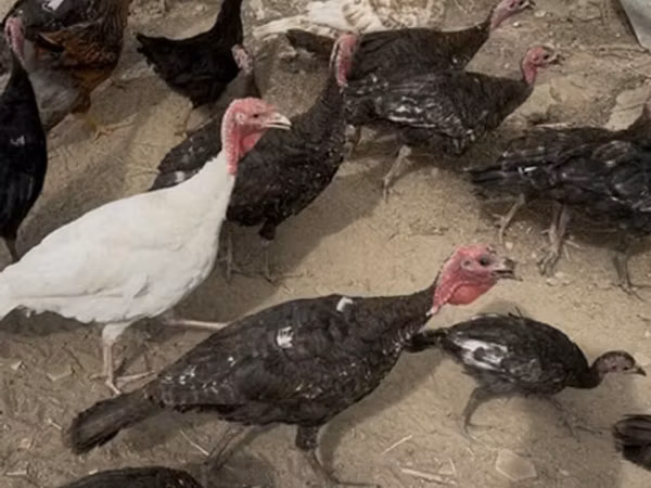 Turkeys