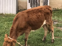 Vache, Simmental cattle — photo 2