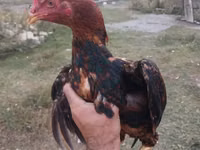 Chickens — zdjęcie 2