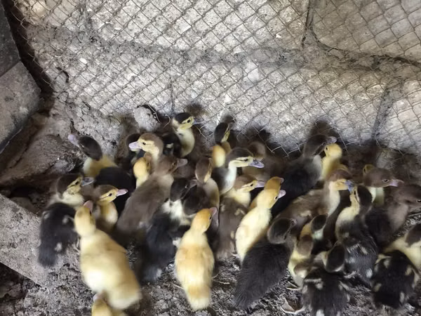 Ducks