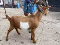 Billy Goat, Goats — photo 1