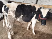 Taureau, Russian Black pied cattle — photo 2
