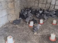 Chickens — foto 1