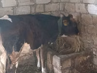 İnek, Russian Black pied cattle — foto 2