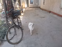 ஆண் ஆடு, ஆடுகள் — புகைப்படம் 1