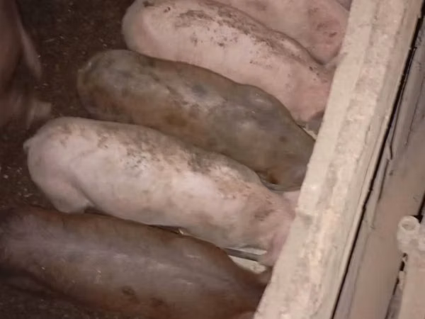 母猪, Pigs