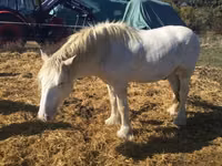 Kůň, Gypsy horse — foto 4