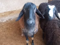 雄羊, Jaidara sheep — 写真 4