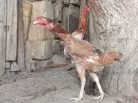 Chickens — foto 2