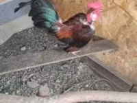 Chickens — الصورة 4