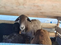 பெண் ஆடு, Arabi sheep — புகைப்படம் 1