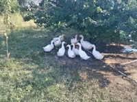 American Pekin — Foto 3
