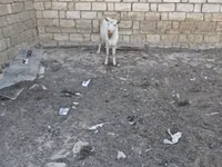 Koza, Kozy — foto 4