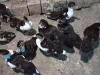 Ducks — foto 1
