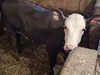 பசு, Charolais cattle — புகைப்படம் 5