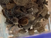 Məhsul: Seçmə tarantula balaları (sling) Növlər: - Brachypelma vagans — الصورة 4