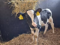 Buqa, Russian Black pied cattle — 7-rasm
