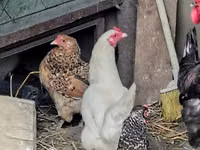 Chickens — ფოტო 8
