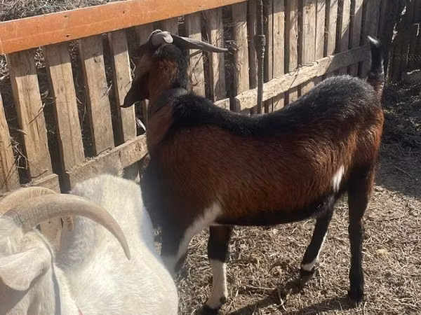 ஆண் வெள்ளாடு, Nubian Goat