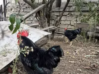 Chickens — 写真 3