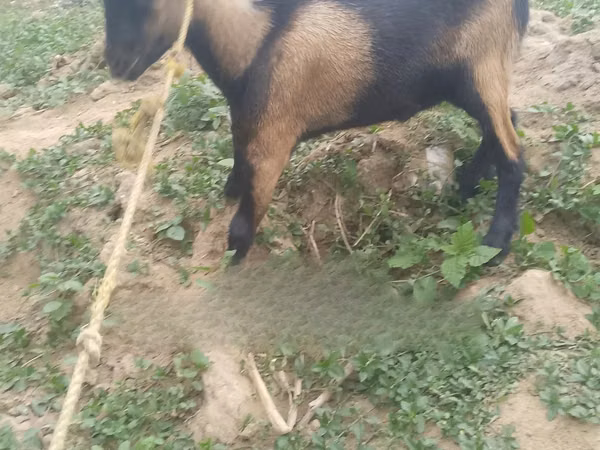 Keçi, Keçilər