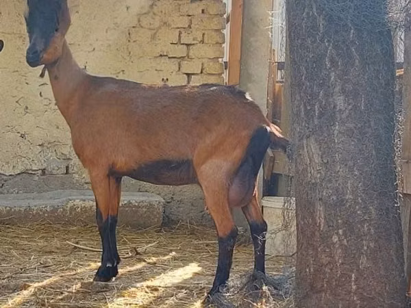 თხა, Alpine goat