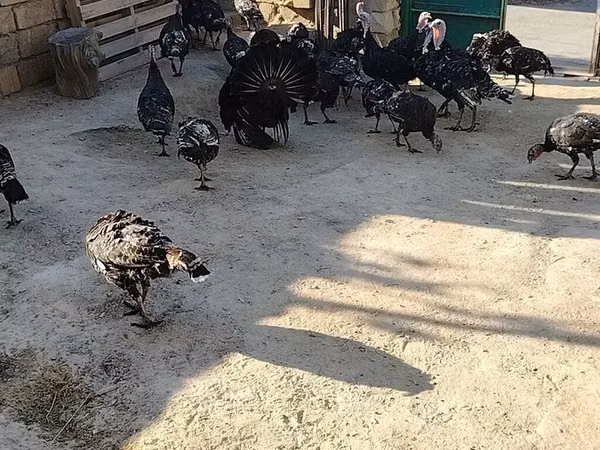Geniş Göğüslü Beyaz