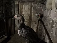 Chickens — foto 4