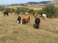 Kuh, Simmental cattle — Foto 2